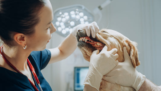 dierenarts kijkt naar gebit van hond