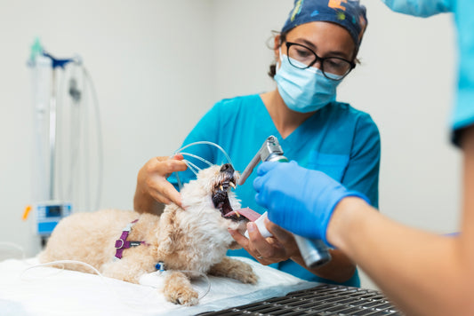 Dierenarts gebruikt gesteriliseerde instrumenten bij gebitscontrole hond